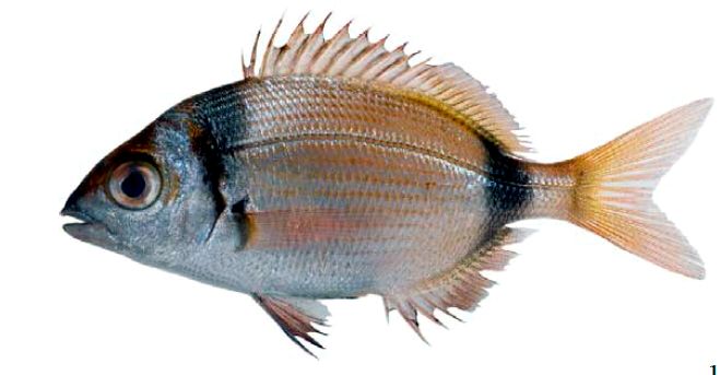 Diplodus vulgaris_09.jpg